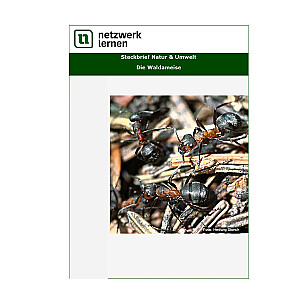 Netzwerk Lernen: Steckbrief Natur & Umwelt - Die Waldameise