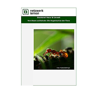 Netzwerk Lernen: Steckbrief Natur & Umwelt - Von Staat und Schule: Die Organisation der Tiere