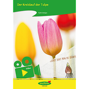 Matobe-Erklär-Filme - Matobe erklärt den Kreislauf der Tulpe