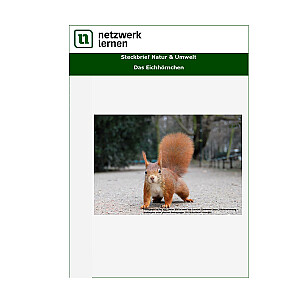 Netzwerk Lernen: Steckbrief Natur & Umwelt - Das Eichhörnchen