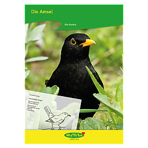 Ilka Muckle: Die Amsel