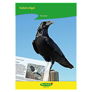 Ilka Muckle: Rabenvögel